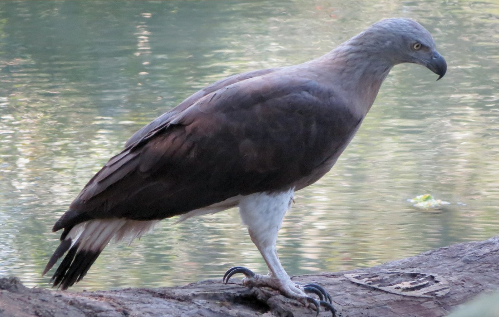 bird-watching sri lanka