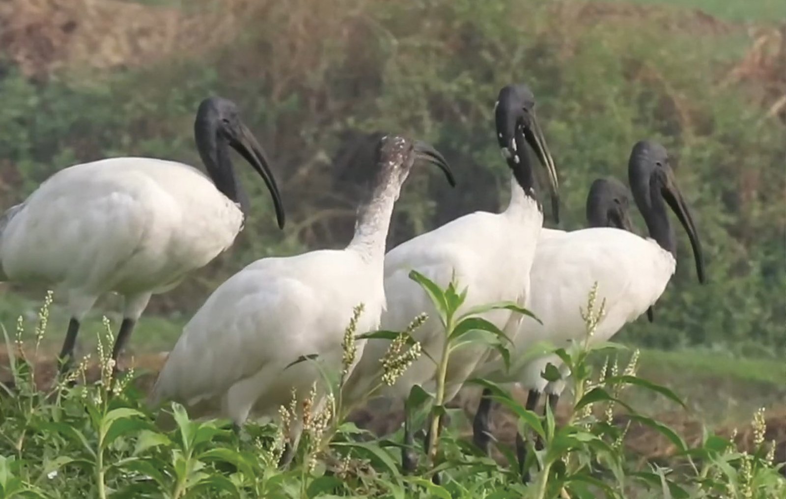 bird-watching sri lanka