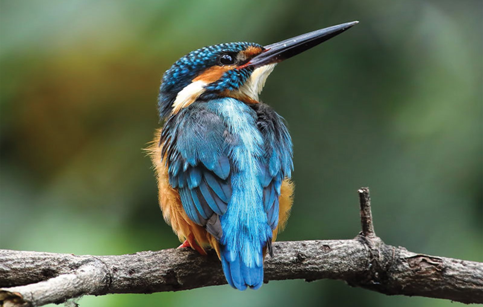 bird-watching sri lanka